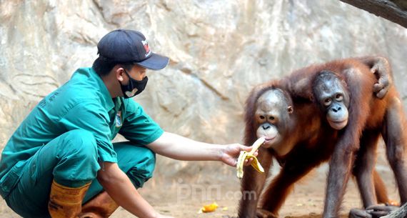 Pekerja Taman Margasatwa Ragunan Tetap Layani Hewan di Masa PPKM - JPNN.com