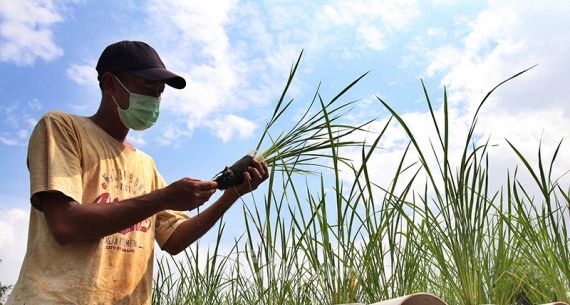 Pertanian Hidroganik demi Perkuat Ketahanan Pangan di Masa Pandemi - JPNN.com