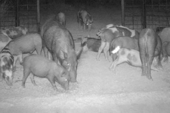 Tekor Rp 1 Triliun Setiap Tahun, Petani Australia Kesulitan Basmi Babi Liar - JPNN.COM
