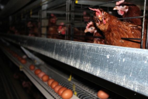 Australia Akan Larang Usaha Peternakan Ayam Petelur yang Dikandangkan - JPNN.COM