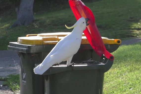 Kakatua di Australia Bisa Membuka Penutup Tempat Sampah Milik Warga - JPNN.COM