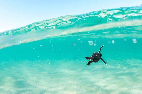 Bayi Kura-kura Lebih Sering Menelan Serpihan Plastik yang Dikira Makanan - JPNN.COM