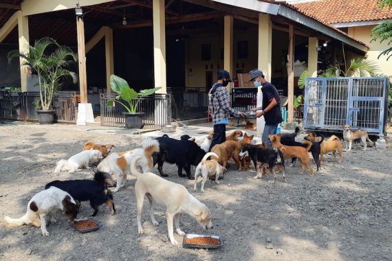 Pencinta Hewan Indonesia Harus Merawat Hewan Peliharaan yang Telantar karena COVID-19 - JPNN.COM