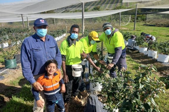 Pekerja Asing Dari Kawasan Pasifik Selamatkan Industri Buah Beri di Australia - JPNN.COM