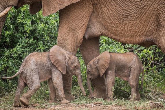 Sepasang Gajah Kembar Langka Terlihat Sehat di Taman Safari Kenya - JPNN.COM