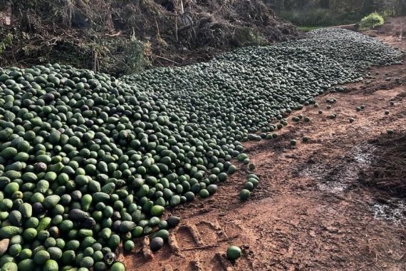 Viral di Australia, Ribuan Alpukat Dibuang dan Dibiarkan Membusuk di Queensland, Kenapa? - JPNN.COM