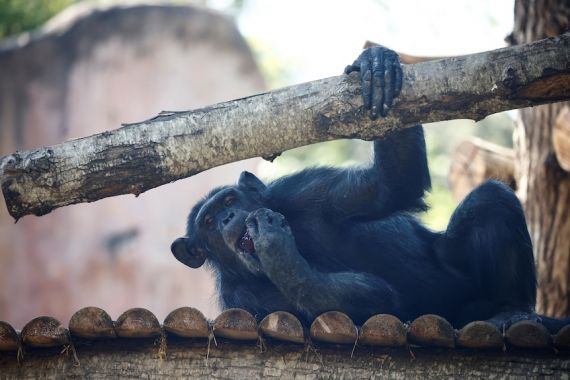 Dunia Hari Ini: Tiga Simpanse Ditembak Mati di Kebun Binatang Swedia - JPNN.COM