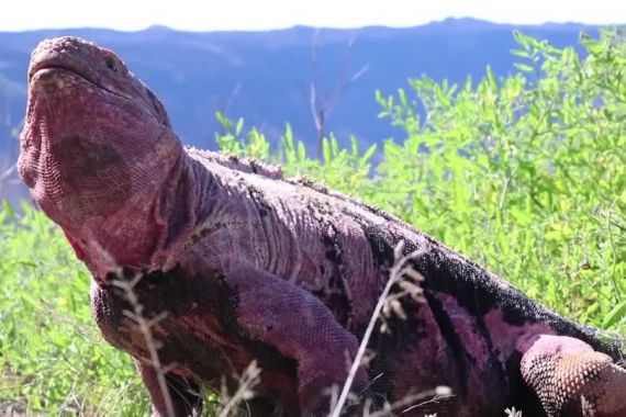 Bayi Iguana Pink yang Diperkirakan Punah Muncul Kembali di Pulau Galapagos - JPNN.COM