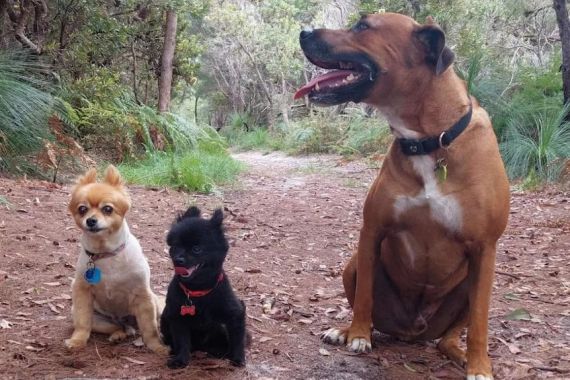 Seekor Anjing Kecil Nyaris Mati Terlilit Ular Piton Sepanjang 3,5 Meter di Australia - JPNN.COM