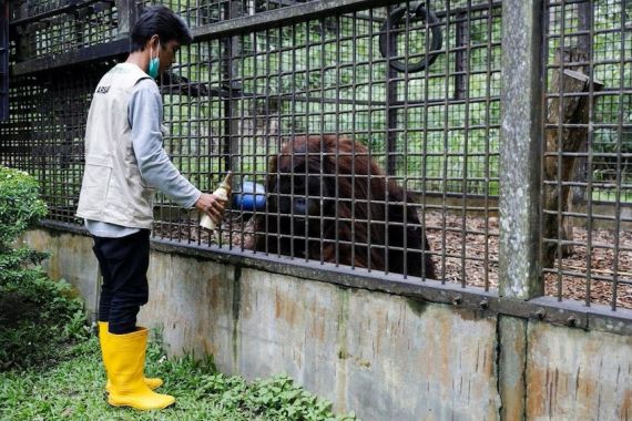 Proyek IKN Dikhawatirkan Mengancam Orangutan dan Membuat Teluk Balikpapan 'Jadi Kolam Limbah' - JPNN.COM
