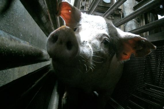 Geger! Rumah Potong Babi di Australia Gunakan Karbon Dioksida dalam Proses Penyembelihan - JPNN.COM