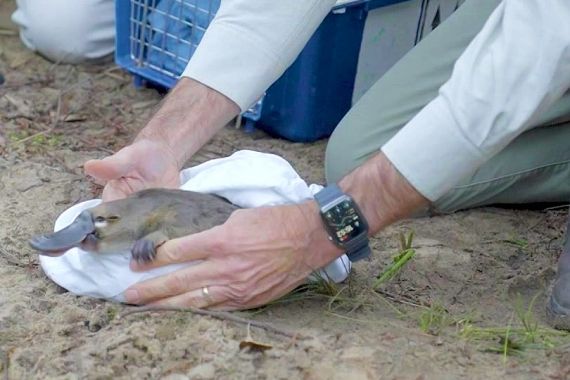 Hewan Platipus Dikembalikan Ke Taman Nasional Sydney Setelah Menghilang Puluhan Tahun - JPNN.COM