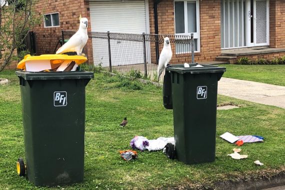 Burung Kakatua di Australia Bisa Buka Tong Sampah Milik Warga, Apakah Dikunci Jadi Solusinya? - JPNN.COM