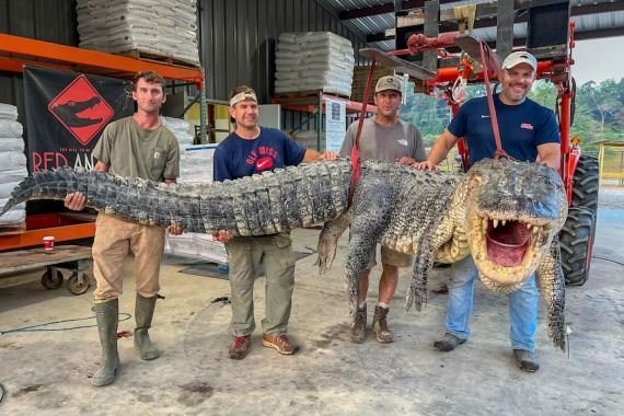 Perburuan Aligator di Mississippi Pecahkan Rekor Setelah Melewati Upaya yang Melelahkan Mental - JPNN.COM