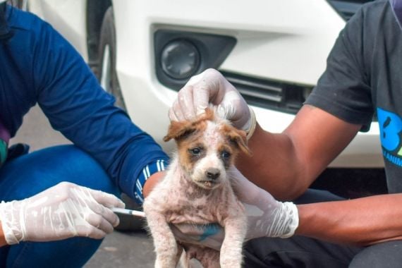 Angka Rabies di Bali Masih Tertinggi di Indonesia Meski Vaksinasi Sudah Dilakukan - JPNN.COM