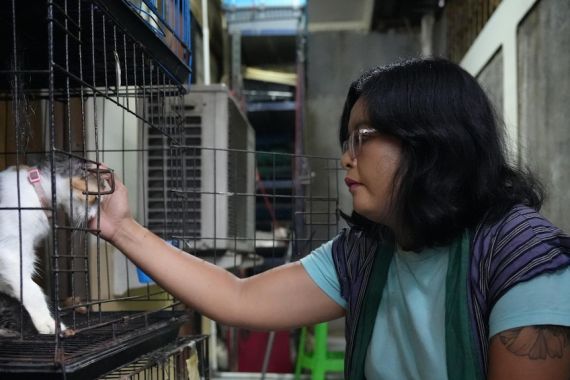 Jakarta Punya Masalah Kucing Liar, Penuntasannya Dilakukan Diam-diam - JPNN.COM