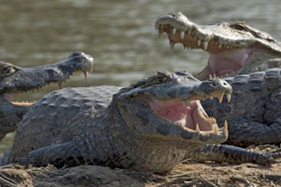 Buaya Nongol, Warga Cuek Banget Mandi di Sungai - JPNN.COM