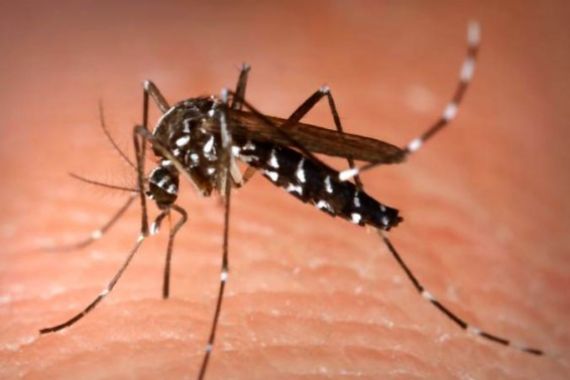 3 Tanaman Hias Ini Bantu Usir Nyamuk yang Mengganggu - JPNN.COM