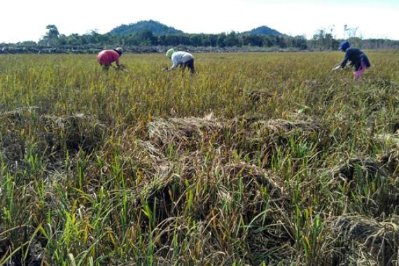 50 Hektar Sawah di Pangkal Niur Terancam Gagal Panen - JPNN.COM