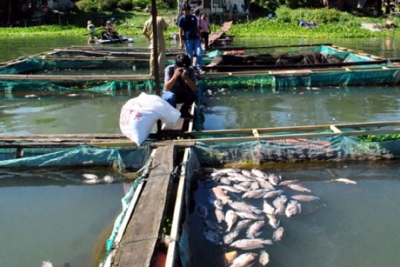Lagi, Ikan-ikan Mati di Danau Toba - JPNN.COM