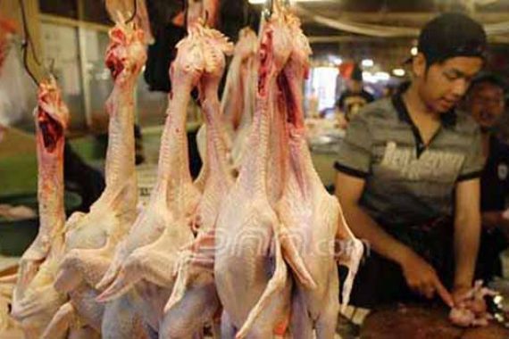 40 Persen Daging Ayam Dipasok Dari Luar - JPNN.COM