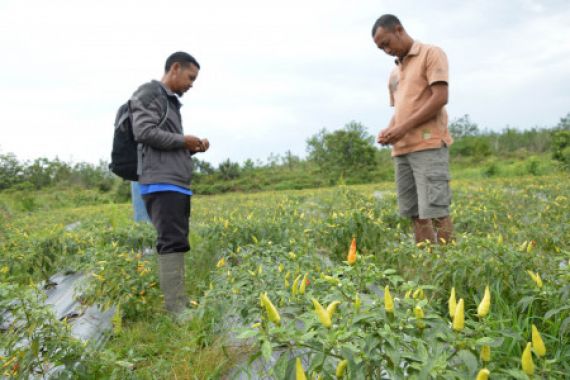 Harga Cabai tak Keruan, Omzet Petani Rp 6 Juta Sepekan - JPNN.COM