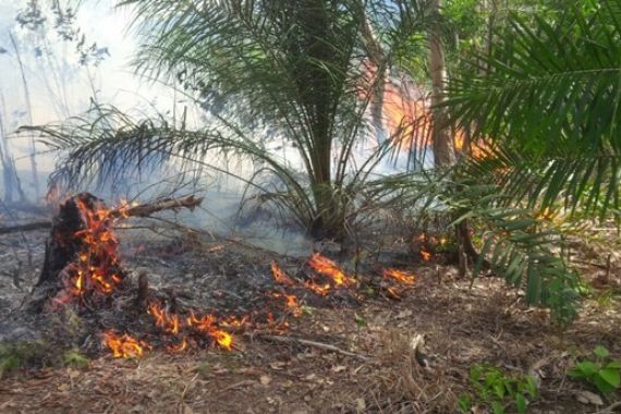 Cuaca Panas, 60 Hektare Kebun Karet dan Sawit Hangus - JPNN.COM