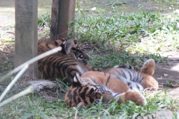 Sepasang Harimau Ditukar Tiga Singa Afrika - JPNN.COM
