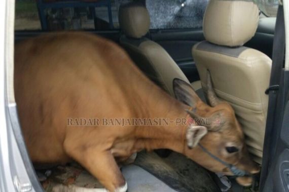 Maling Masukkan Sapi ke Mobil, Lihat Tuh Kondisinya - JPNN.COM