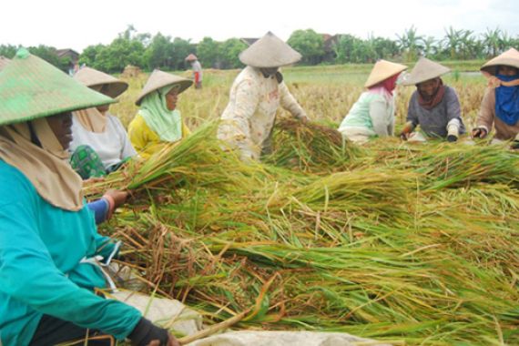 Kementan Minta Petani Gunakan Irigasi Air Permukaan - JPNN.COM