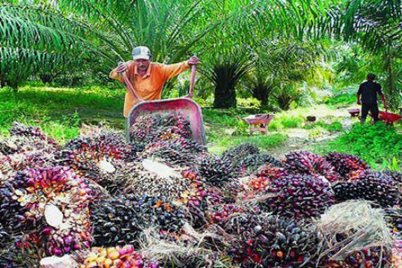 Belasan Ribu Hektare Kebun Sawit Siap Diremajakan - JPNN.COM