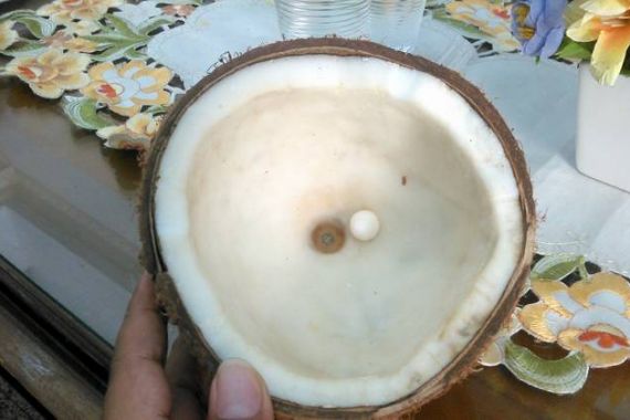 Buah Kelapa Ini Dijual Rp25 Juta, Mau Beli Gak? - JPNN.COM