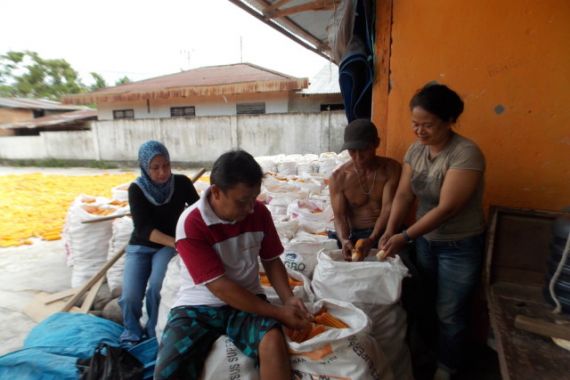 Pasokan Berimbang, Harga Jagung Stabil - JPNN.COM