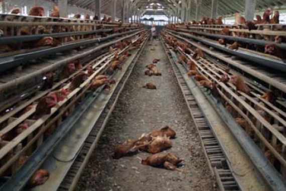 Ternyata Puluhan Ayam Mati Bukan karena Flu Burung - JPNN.COM
