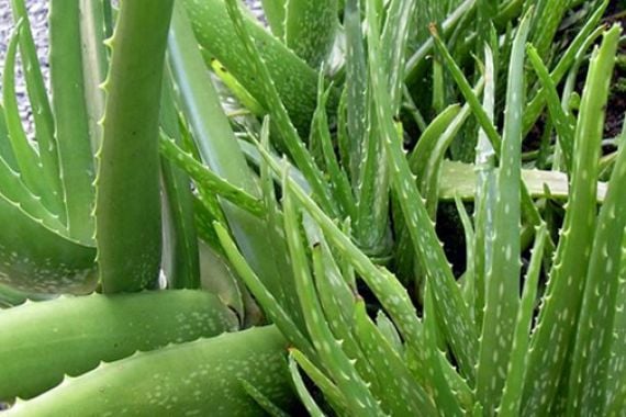 6 Manfaat Aloe Vera Untuk Kesehatan - JPNN.COM