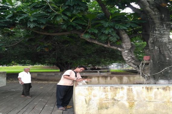 Misteri Pohon Sukun Bercabang Lima di Taman Bung Karno - JPNN.COM