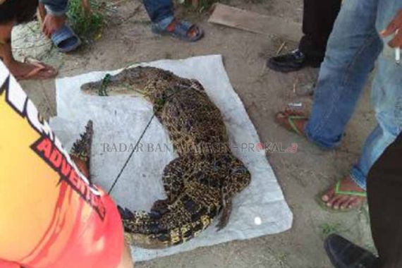 Buka Jaring, Nongol Buaya Sepanjang 1,5 Meter - JPNN.COM