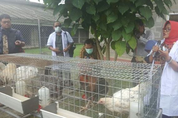 Kementan Luncurkan Varietas Ayam Lokal Pedaging Unggul - JPNN.COM