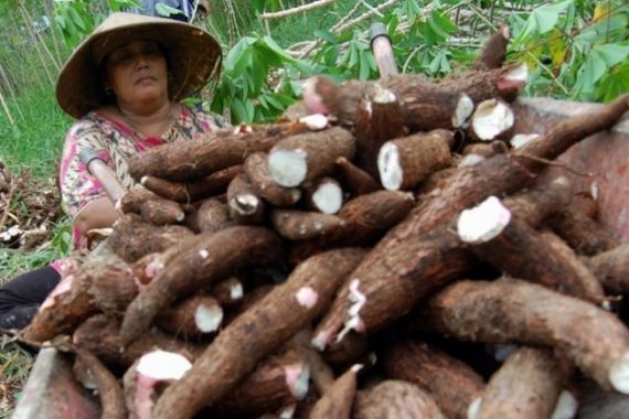 Harga Turun, Petani Singkong di Lampung Tunda Panen - JPNN.COM