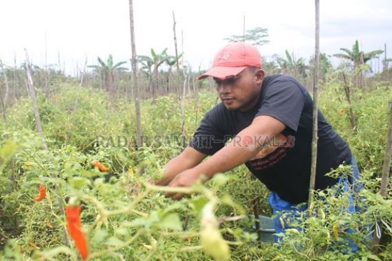 Lama Terbelit Utang, Lunas Berkat Cabai - JPNN.COM