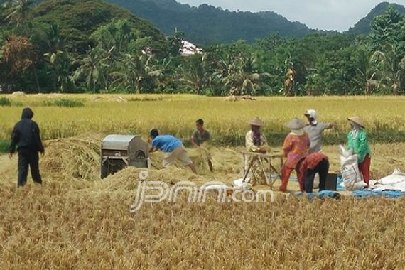 Target Panen Padi 2017 Meningkat Jadi 85 Juta Ton - JPNN.COM