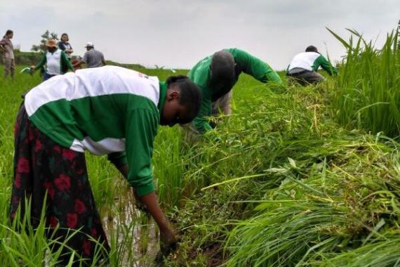 Kementan Ajarkan Cara Bertani ke Utusan Negara Afrika - JPNN.COM