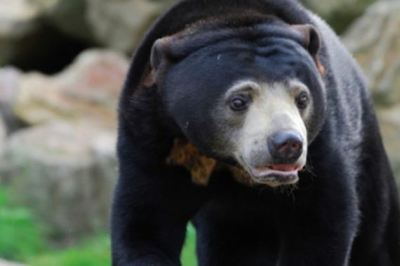 Dua Kaki Petani Ini Hancur Diserang Beruang Madu - JPNN.COM