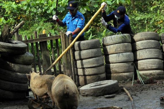 Puluhan Babi yang Berkeliaran di Dam Duriangkang Mulai Dimusnahkan - JPNN.COM