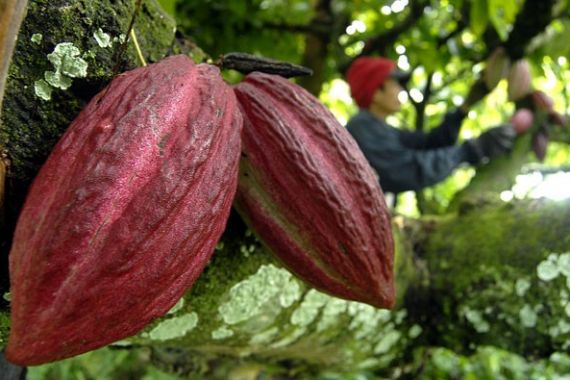 Dapat Bantuan Pompa, Petani Kakao Tidak Khawatir Kekeringan - JPNN.COM