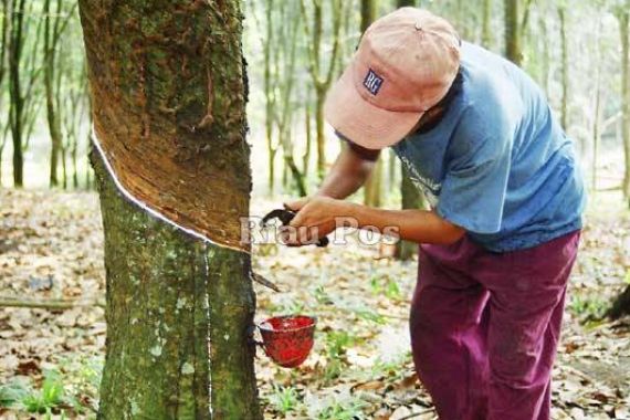 Harga Anjlok hingga Titik Terendah, Petani Karet hanya Bisa Pasrah - JPNN.COM