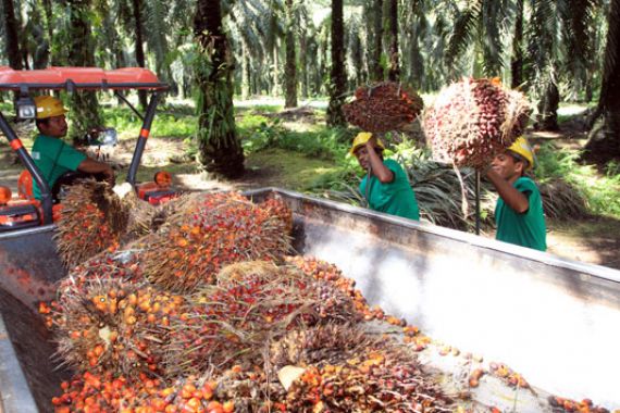 Indonesia Terancam Kehilangan Pasar Minyak Sawit di India - JPNN.COM