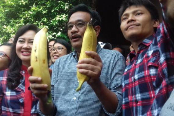 Penasaran Lihat Pisang Berukuran Jumbo, Djarot: Harus Dua - JPNN.COM