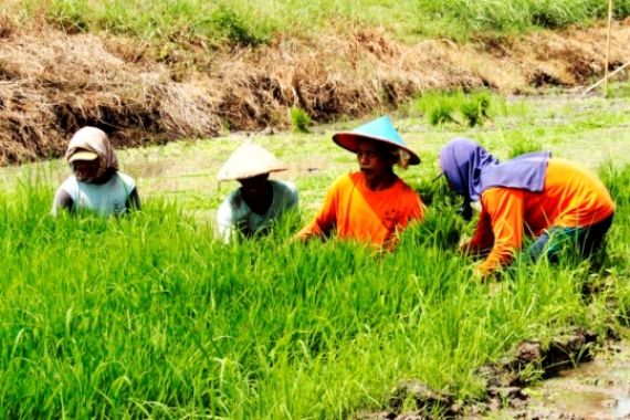 Pertanian Dongkrak Pertumbuhan Ekonomi di Kuartal I 2017 - JPNN.COM