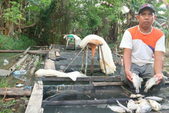 Puluhan Ribu Ikan Mati, Warga Salahkan Perusahaan Tambang - JPNN.COM